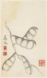 Pea Pods, from an album of vegetables by Shou min Pien